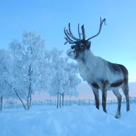 Reindeer Lodge Jukkasjärvi Exteriör bild