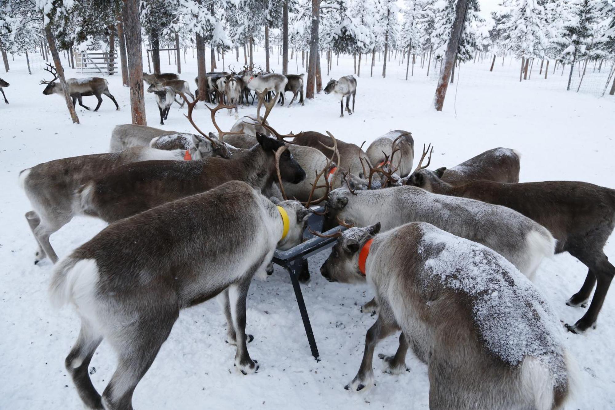 Reindeer Lodge Jukkasjärvi Exteriör bild