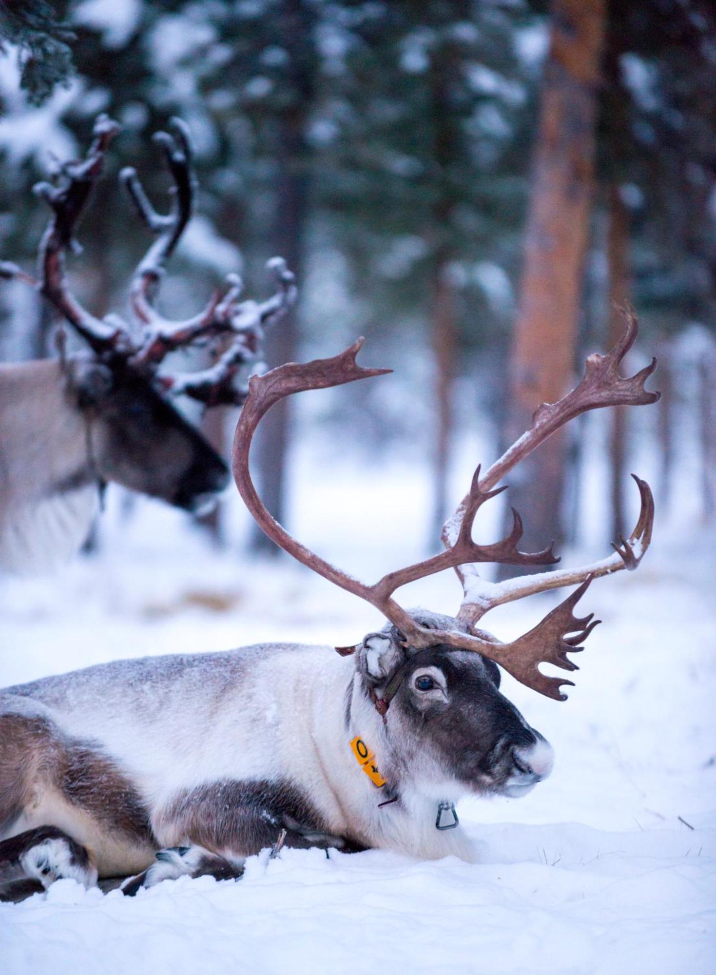 Reindeer Lodge Jukkasjärvi Exteriör bild
