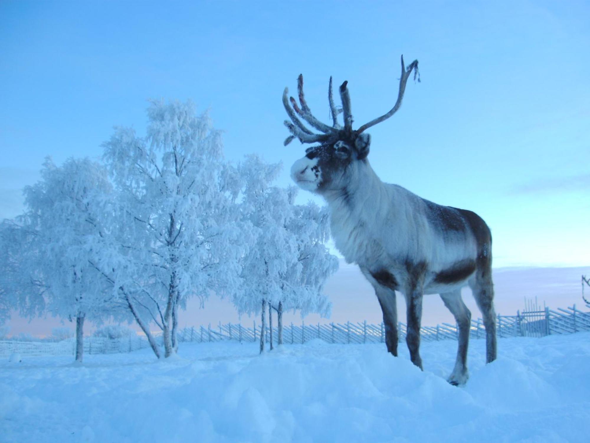 Reindeer Lodge Jukkasjärvi Exteriör bild