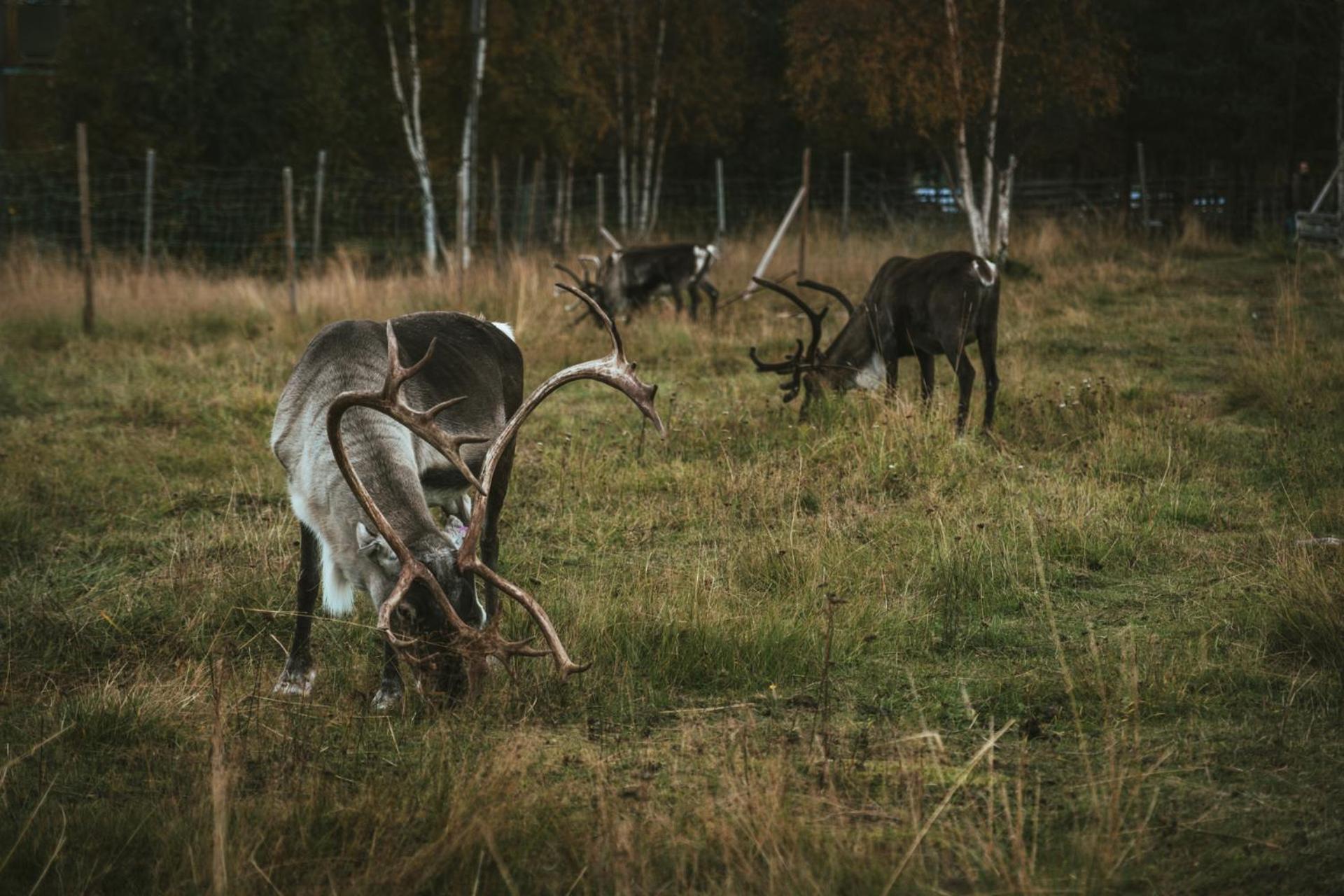 Reindeer Lodge Jukkasjärvi Exteriör bild